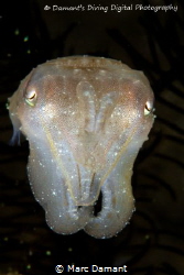 Casper the ghost! A cuttlefish in the dark! by Marc Damant 
